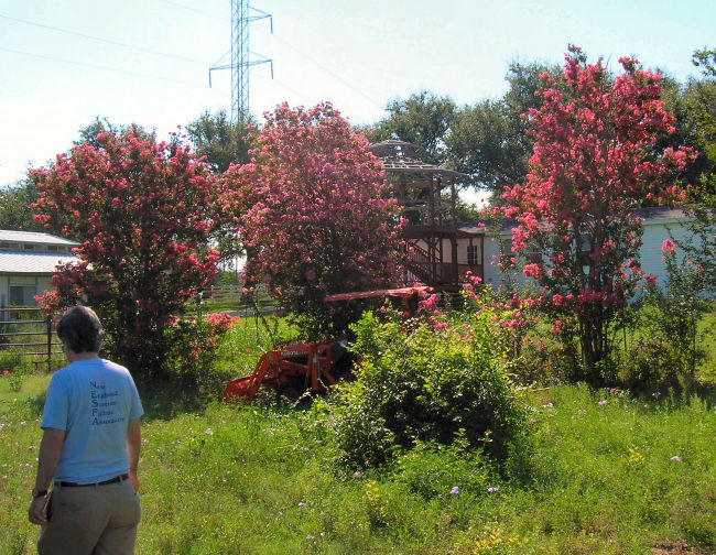 Really Colorful Trees