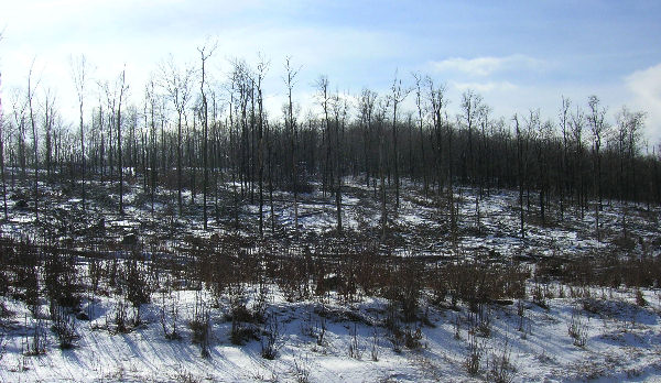 Tree damanage, Keyser Pass