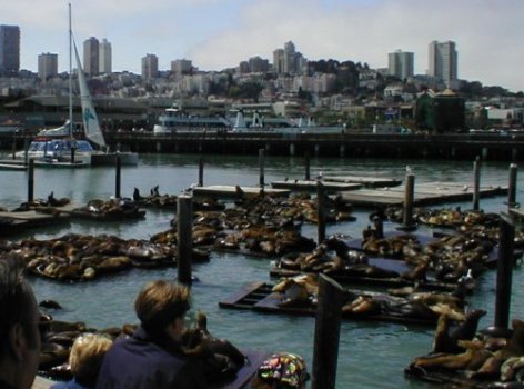 More Sea Lions at Fishermans' Wharf