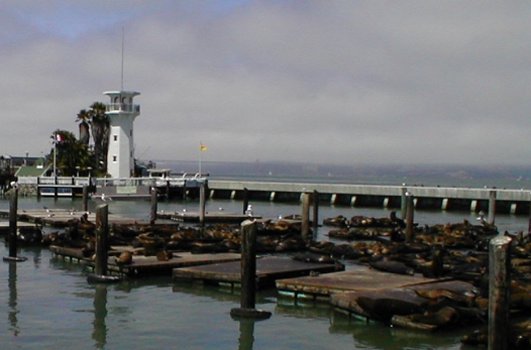 Still More Sea Lions at Fishermans' Wharf